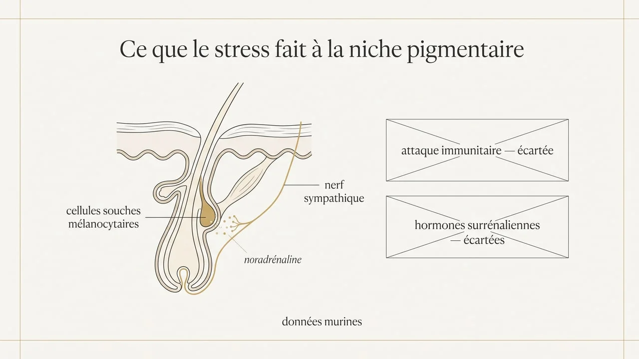 Schéma du mécanisme par lequel l'activation des nerfs sympathiques épuise les cellules souches mélanocytaires du follicule