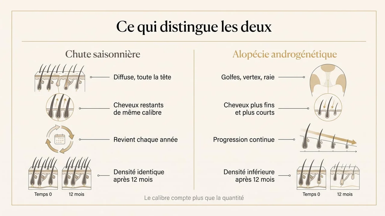 Diagramme comparant les critères d'une chute de cheveux saisonnière et ceux d'une alopécie androgénétique : répartition diffuse ou ciblée, calibre des cheveux restants, caractère récurrent ou progressif, densité après douze mois
