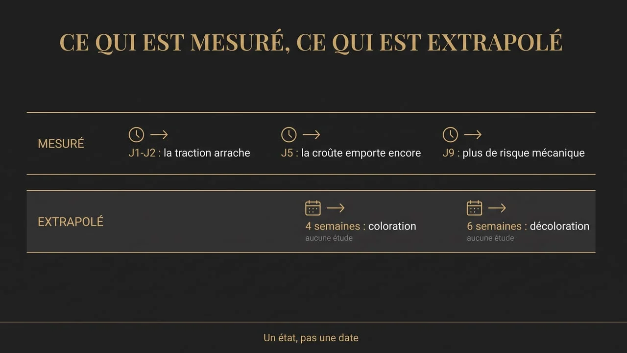 Infographie séparant ce qui a été mesuré après une greffe de cheveux — ancrage du greffon à J6 et J9, croûte emportant un greffon jusqu'à J5 — de ce qui est seulement extrapolé, à savoir les délais de quatre et six semaines avant coloration