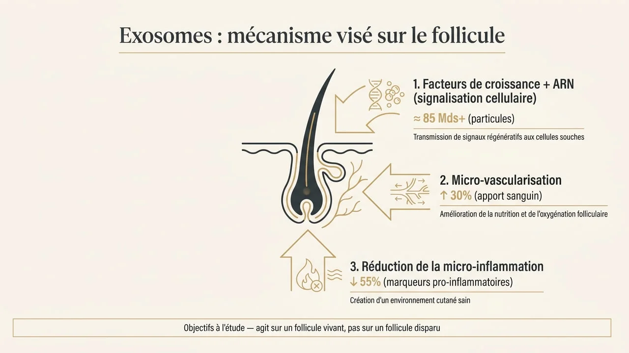 Schéma du mécanisme visé par les exosomes sur le follicule pileux (signalisation, vascularisation, anti-inflammation)