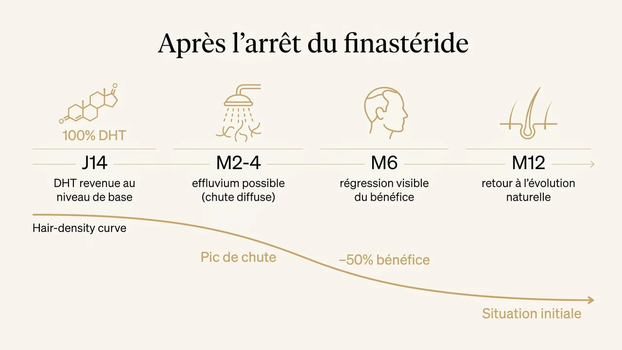 Chronologie de la perte du bénéfice après l'arrêt du finastéride : J14, mois 2-4, mois 6, mois 12
