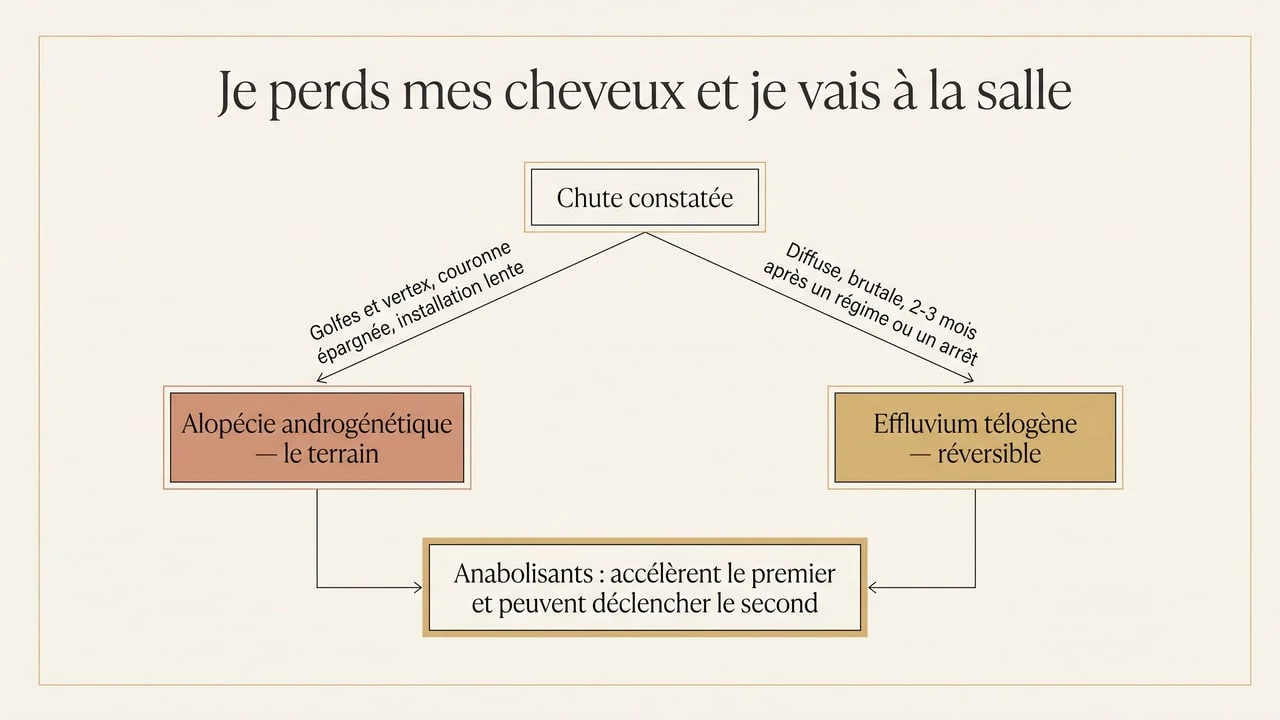 Arbre de décision distinguant alopécie androgénétique et effluvium télogène chez un pratiquant de musculation